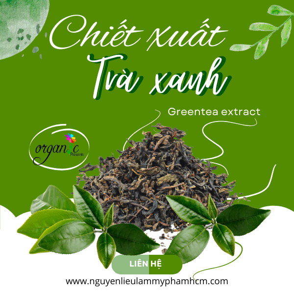 CHIẾT XUẤT TRÀ XANH (GREENTEA EXTRACT - ITALIA)