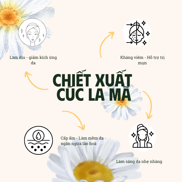 CHIẾT XUẤT CÚC LA MÃ (CHAMOMILE EXTRACT - ITALIA)