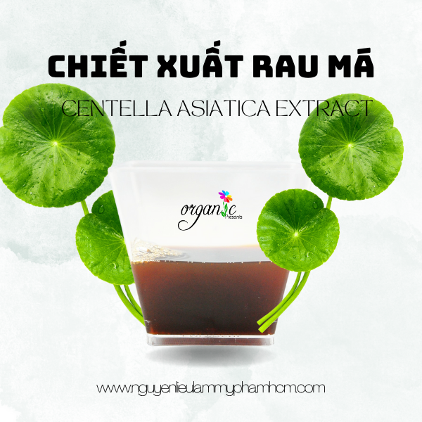 CHIẾT XUẤT RAU MÁ ( CENTELLA ASIATICA EXTRACT - ITALIA)