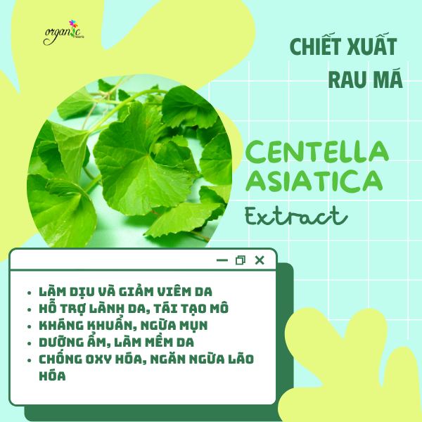 CHIẾT XUẤT RAU MÁ ( CENTELLA ASIATICA EXTRACT - ITALIA)