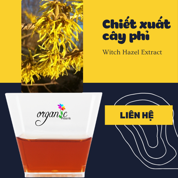 CHIẾT XUẤT CÂY PHỈ (WITCH HAZEL EXTRACT - ITALIA)