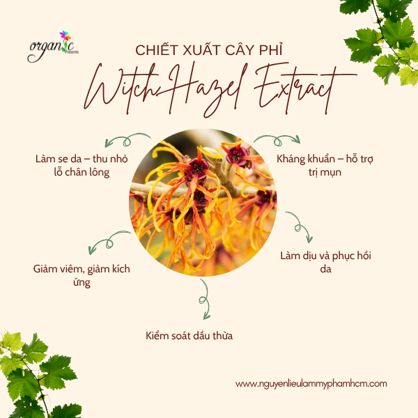 CHIẾT XUẤT CÂY PHỈ (WITCH HAZEL EXTRACT - ITALIA)