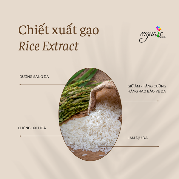 CHIẾT XUẤT GẠO (RICE EXTRACT - TBN)