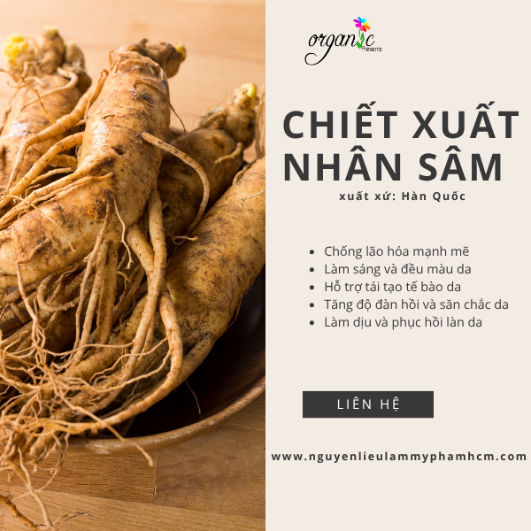 CHIẾT XUẤT NHÂN SÂM (GINSENG EXTRACT - HÀN QUỐC)