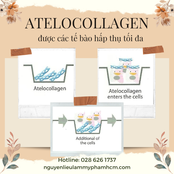 ATELOCOLLAGEN (COLLAGEN PHÂN TỬ THẤP)