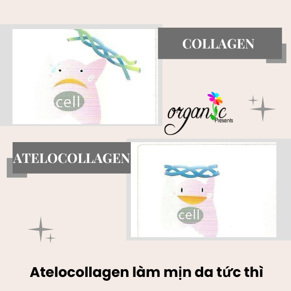ATELOCOLLAGEN (COLLAGEN PHÂN TỬ THẤP)