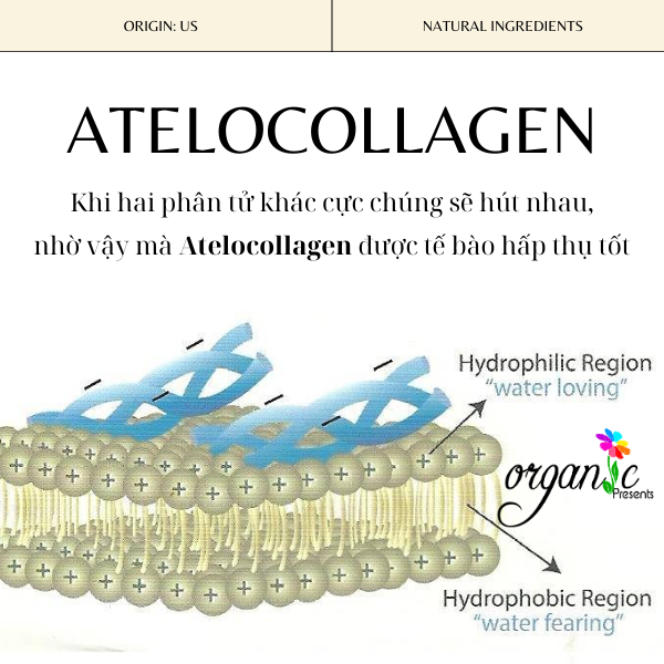 ATELOCOLLAGEN (COLLAGEN PHÂN TỬ THẤP)