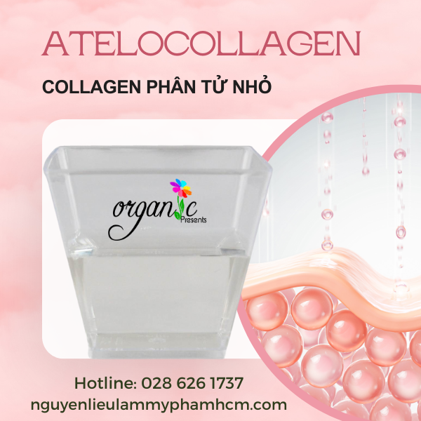 ATELOCOLLAGEN (COLLAGEN PHÂN TỬ THẤP)