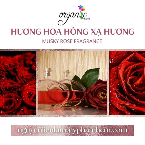 HƯƠNG HOA HỒNG XẠ HƯƠNG (MUSKY ROSE FRAGRANCE)