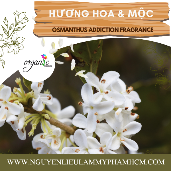 HƯƠNG HOA & MỘC (OSMANTHUS ADDICTION FRAGRANCE)