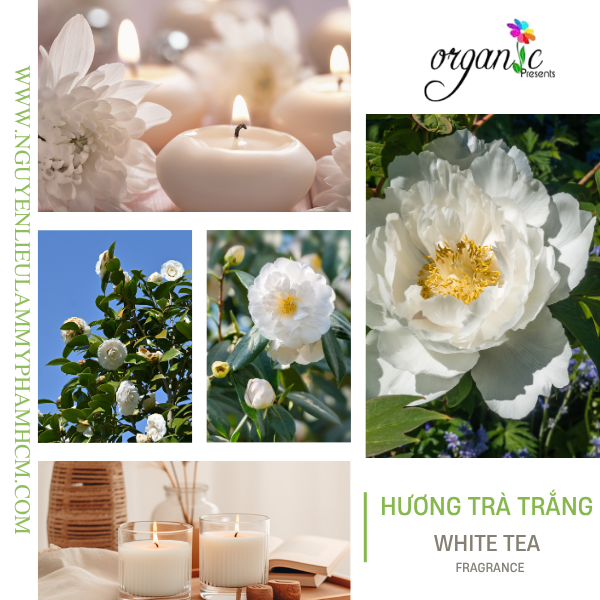 HƯƠNG TRÀ TRẮNG (WHITE TEA FRAGRANCE)