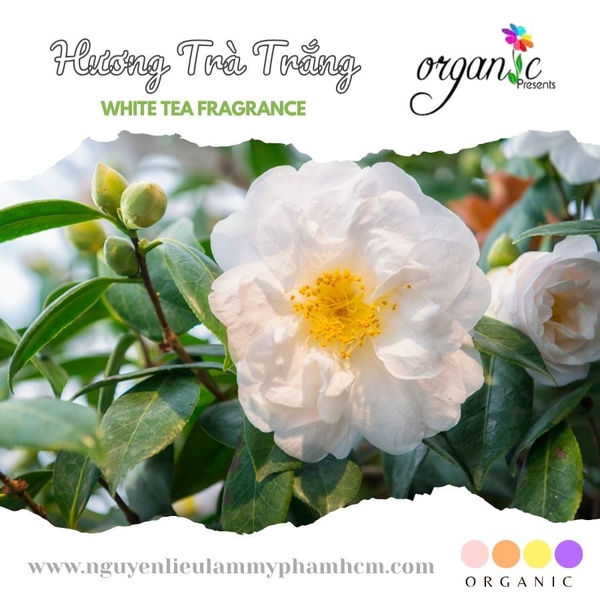 HƯƠNG TRÀ TRẮNG (WHITE TEA FRAGRANCE)