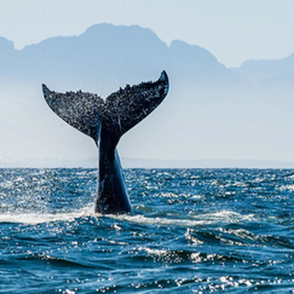AMBERGRIS (LONG DIÊN HƯƠNG)