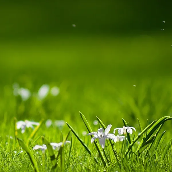 ARTICA (HƯƠNG CỎ HOA)