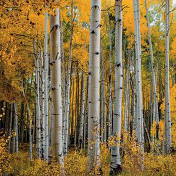 ASPEN GRASS (HƯƠNG CÂY DƯƠNG LÁ RUNG)