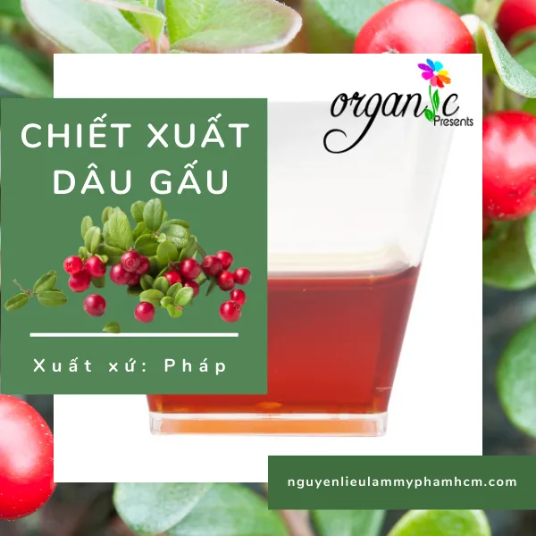 BEARBERRY EXTRACT (CHIẾT XUẤT DÂU GẤU - PHÁP)