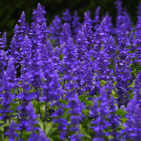 BLUE SAGE (HƯƠNG XÔ THƠM XANH)