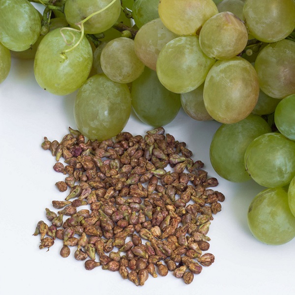 CHIẾT XUẤT HẠT NHO