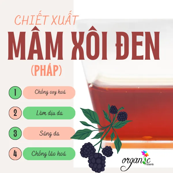 BLACKBERRY FRUIT EXTRACT (CHIẾT XUẤT QUẢ MÂM XÔI ĐEN - PHÁP)