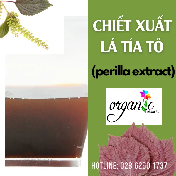 CHIẾT XUẤT LÁ TÍA TÔ (PERILLA EXTRACT - VN)