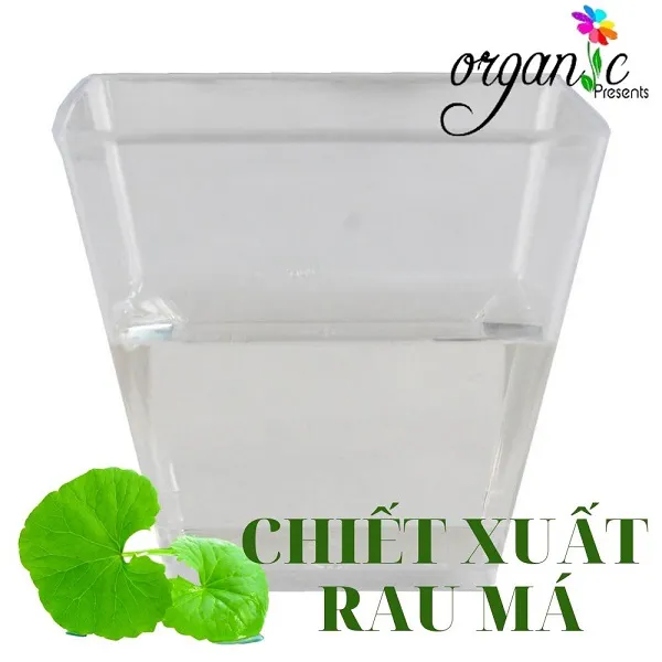 CHIẾT XUẤT RAU MÁ (VIỆT NAM)