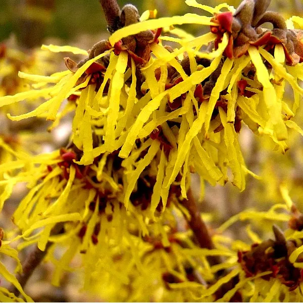ORGANIC WITCH HAZEL EXTRACT (CHIẾT XUẤT LÁ CÂY PHỈ - ORGANIC)