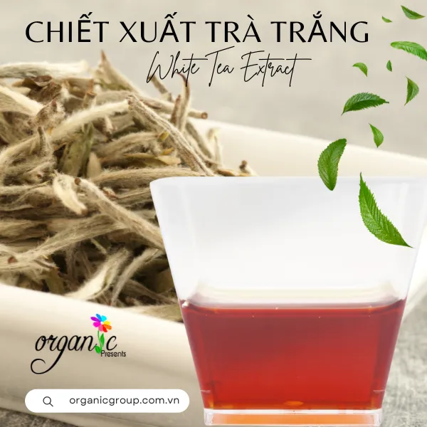WHITE TEA EXTRACT (CHIẾT XUẤT TRÀ TRẮNG - PHÁP)