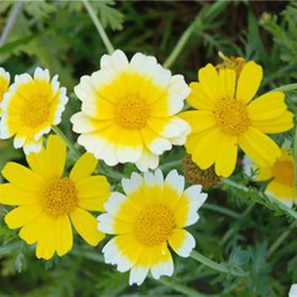 CHRYSANTHEMUM (HƯƠNG HOA CÚC)