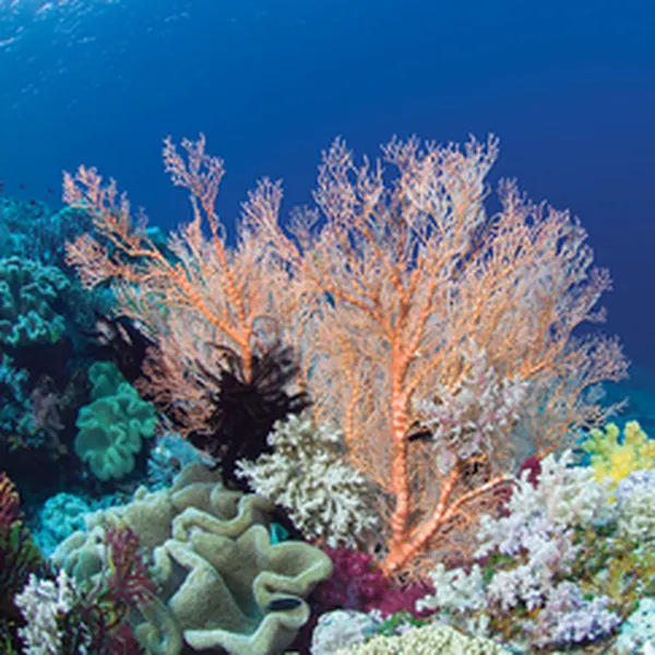 CORAL REEF (HƯƠNG SAN HÔ)