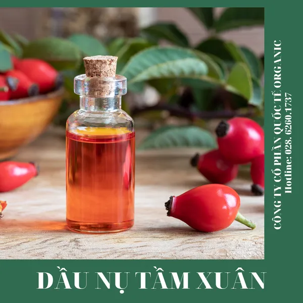 DẦU NỤ TẦM XUÂN (ROSEHIP)