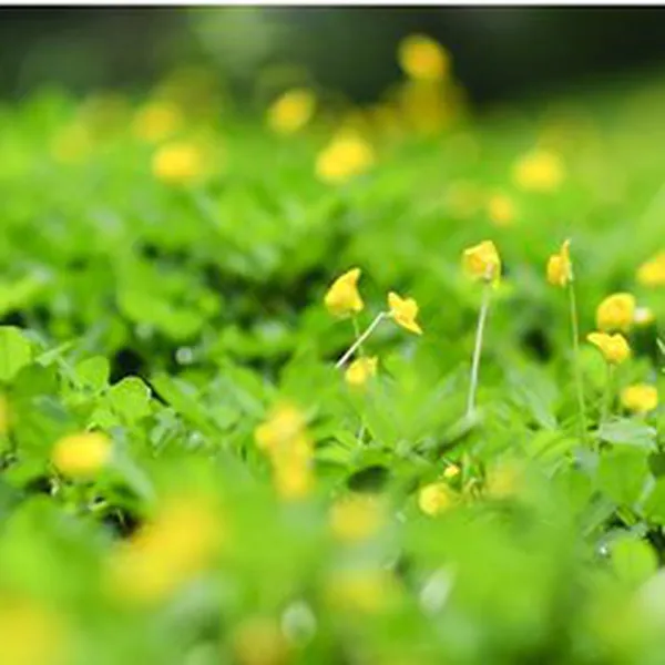FRESH CUT GRASS (HƯƠNG CỎ MỚI CẮT)
