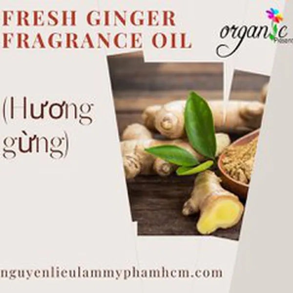 FRESH GINGER (HƯƠNG GỪNG)