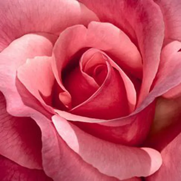 HOA HỒNG (ROSE FR)