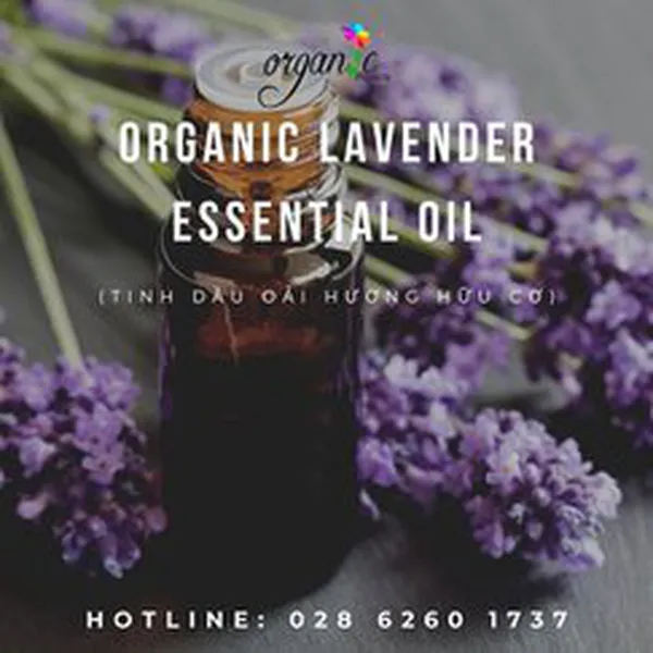 HOT!! TINH DẦU OẢI HƯƠNG HỮU CƠ (ORGANIC LAVENDER ESSENTIAL OIL)