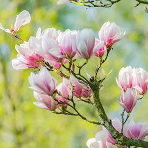 HƯƠNG HOA MỘC LAN (MAGNOLIA)