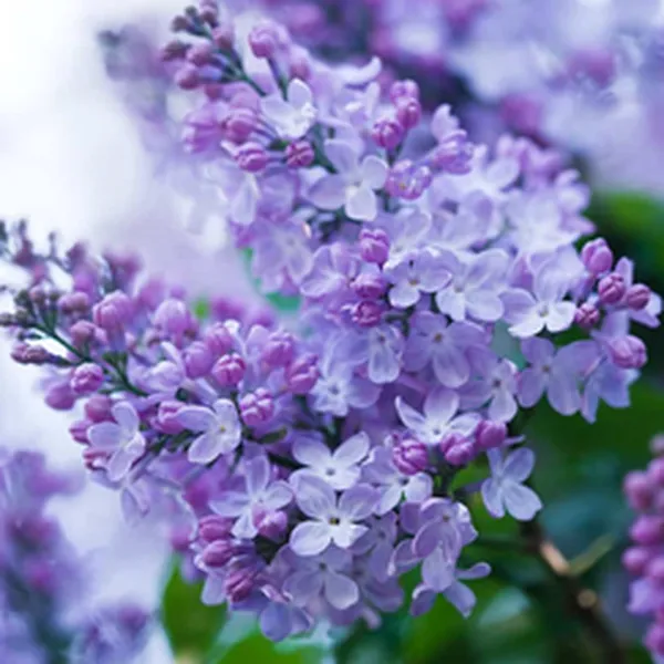 HƯƠNG HOA TỬ ĐINH HƯƠNG & BÁCH HỢP (LILAC & LILIES)