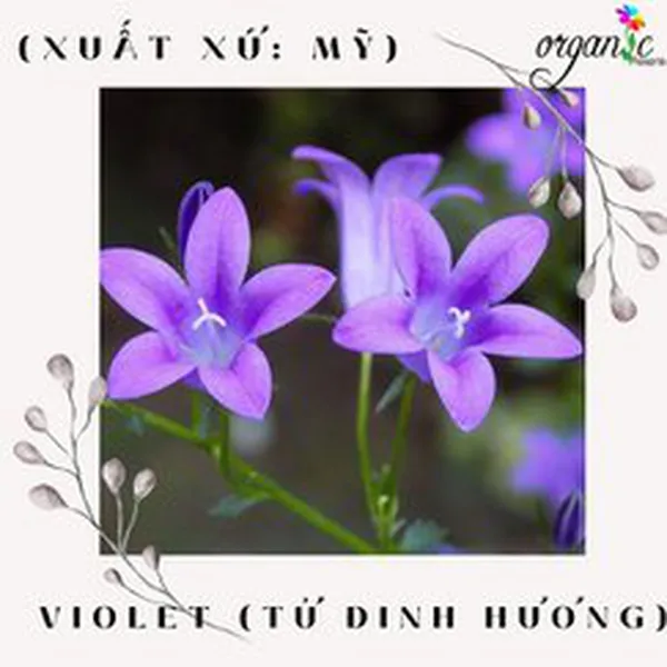 HƯƠNG HOA TỬ LINH LAN (VIOLET - MỸ)