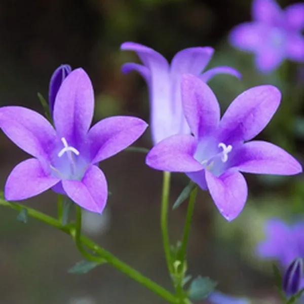 HƯƠNG HOA TỬ LINH LAN (VIOLET)