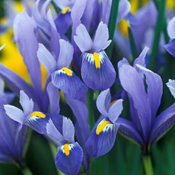 IRIS (HƯƠNG HOA DIÊN VỸ)