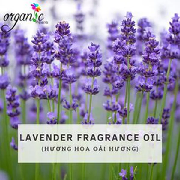 LAVENDER (HƯƠNG HOA OẢI HƯƠNG)