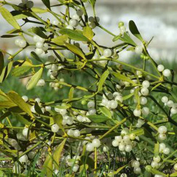 MISTLETOE (HƯƠNG NHÁNH TẦM GỬI)