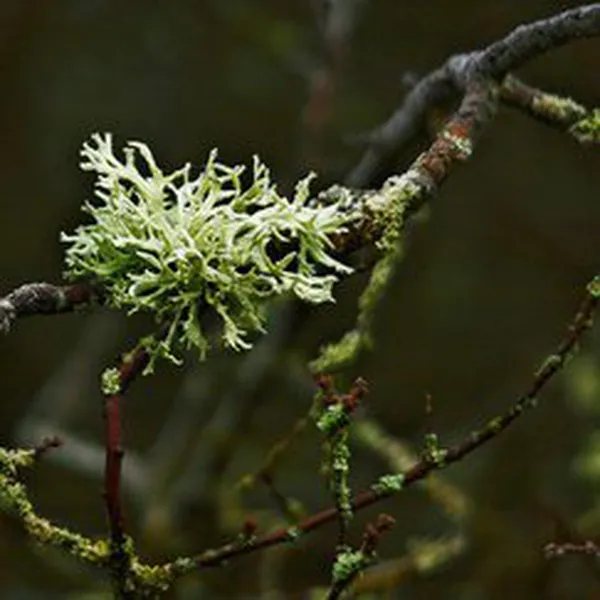 MOSS (HƯƠNG RÊU)