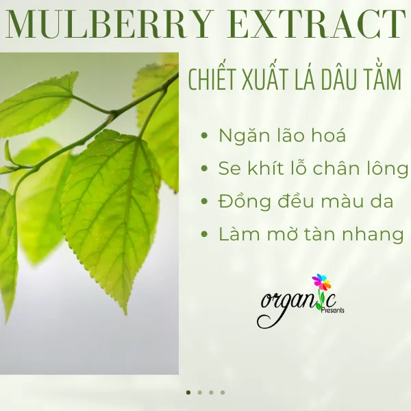 MULBERRY EXTRACT (CHIẾT XUẤT DÂU TẰM - PHÁP)