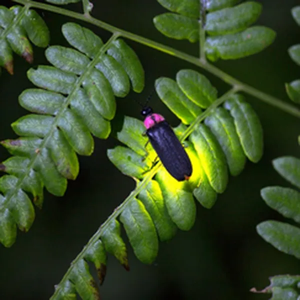 NIGHT AIR (HƯƠNG ĐÊM)