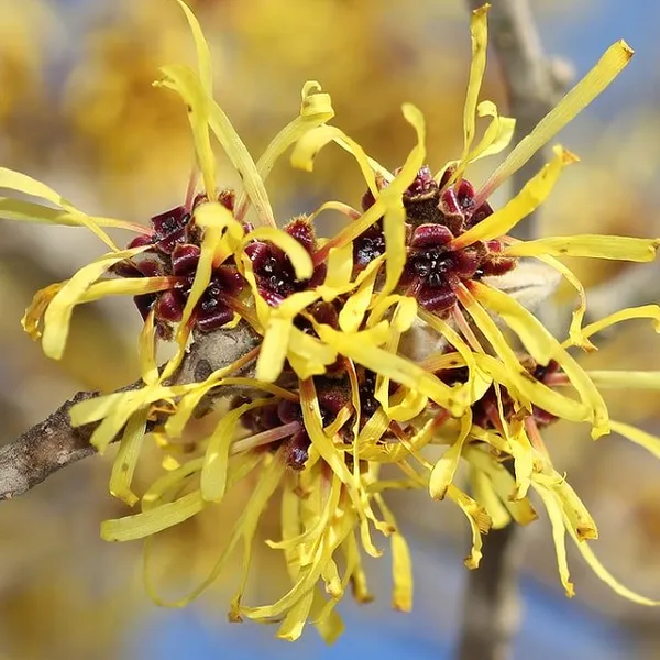 NƯƠC CÂY PHỈ (ALCOHOL FREE WITCH HAZEL HYDROSOL)