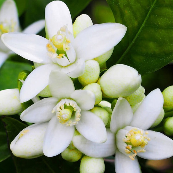 NƯỚC HOA CAM (NEROLI HYDROSOL)