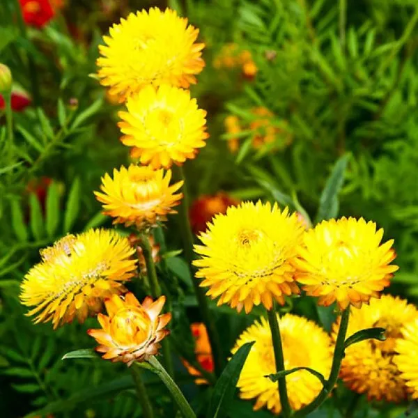 NƯỚC HOA CÚC BẤT TỬ ORGANIC (ORGANIC HELICHRYSUM HYDROSOL)