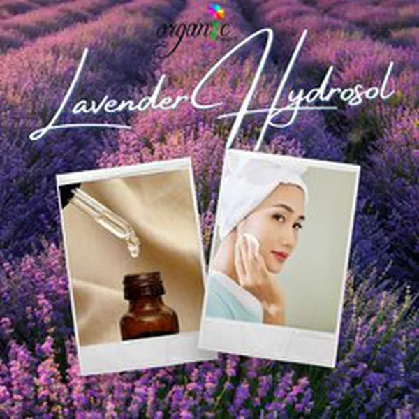NƯỚC HOA OẢI HƯƠNG ORGANIC (ORGANIC LAVENDER HYDROSOL)