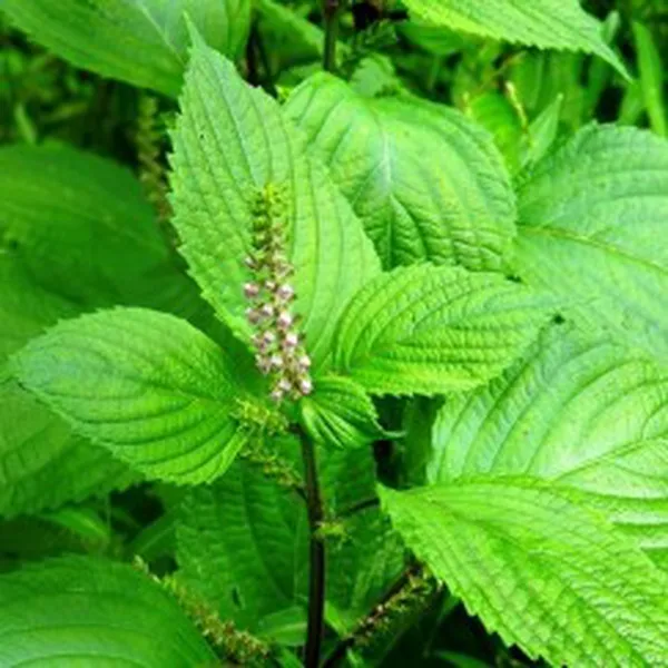 NƯỚC LÁ TÍA TÔ (PERILLA HYDROSOL)
