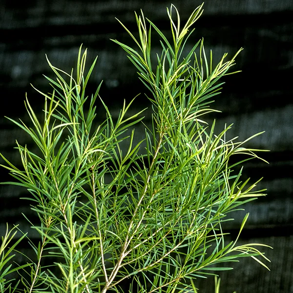 NƯỚC LÁ TRÀM TRÀ (TEA TREE HYDROSOL)